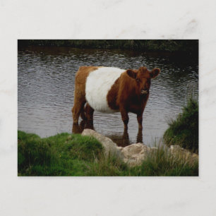 Cartão Postal Vaca Belted Galloway de Dartmoor em pé no rio