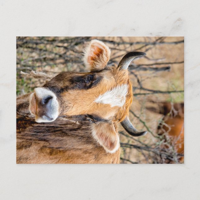 Cartão Postal Vaca castanha caucasiana (Frente)