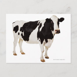 Cartão Postal Vaca de Holstein (Bos taurus)