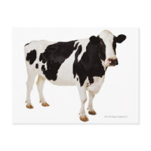 Vaca de Holstein (Bos taurus)