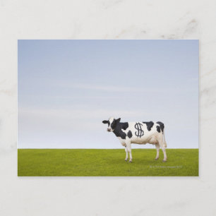 Cartão Postal Vaca de Holstein Dairy com manchas na forma de