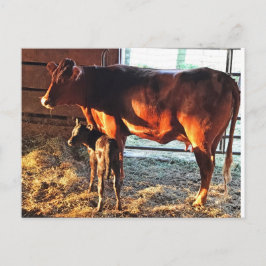 Cartão Postal. Vaca e bezerro.
