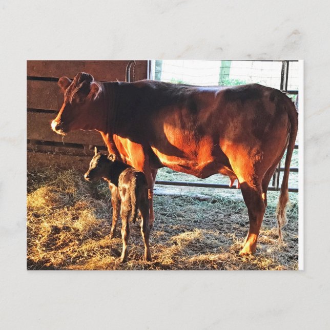 Cartão Postal. Vaca e bezerro. (Frente)