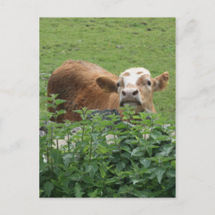 Cartão Postal Vaca e urticária