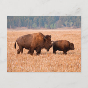 Cartão Postal Vaca E Vitelo Americano Bison (Bison Bison)