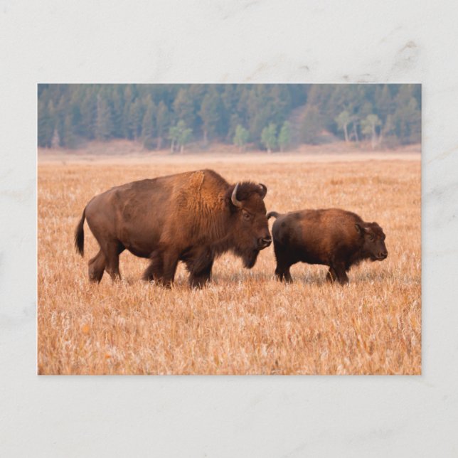 Cartão Postal Vaca E Vitelo Americano Bison (Bison Bison) (Frente)