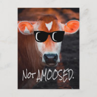 Vaca em óculos escuros não muito engraçada