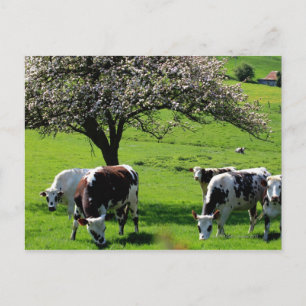 Cartão Postal Vaca entre macieiras florescentes na Normandia