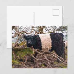 Cartão Postal Vaca Galloway Belga em Pé de Fallen Tree