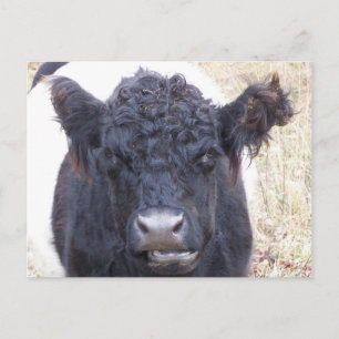 Cartão Postal Vaca Galloway Belga - Emma