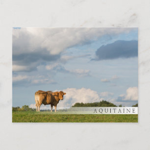 Cartão Postal vaca loira d'Aquitaine na região de Dordogne, Fran