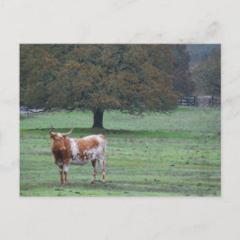 Cartão Postal Vaca Longa
