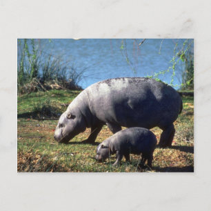 Cartão Postal Vaca Pigmy Hippos com vitelo pequeno