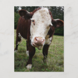 Cartão Postal Vaca Saindo Da Língua