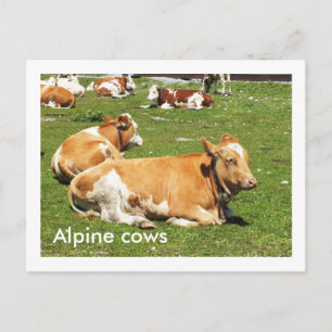 Cartão Postal Vacas alpinas