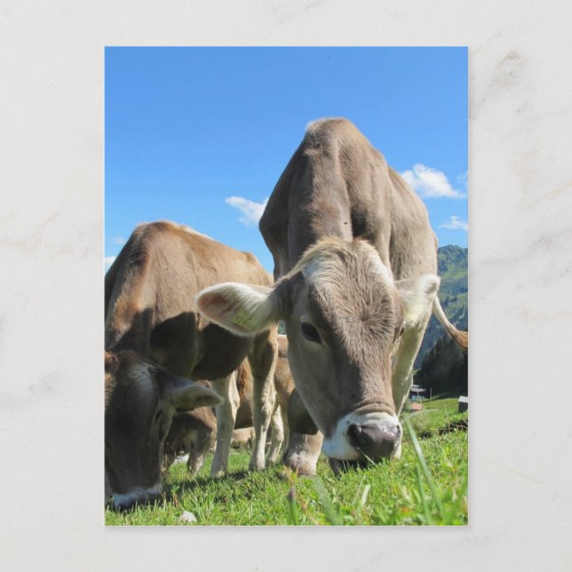 Cartão Postal Vacas brancas na Áustria (Frente)