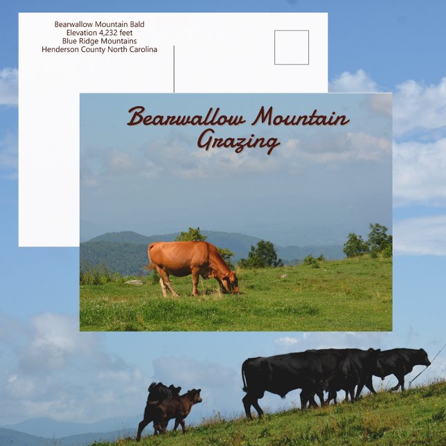 Cartão Postal Vacas da Montanha Bearwallow Montanhas Blue Ridge  (Criador carregado)