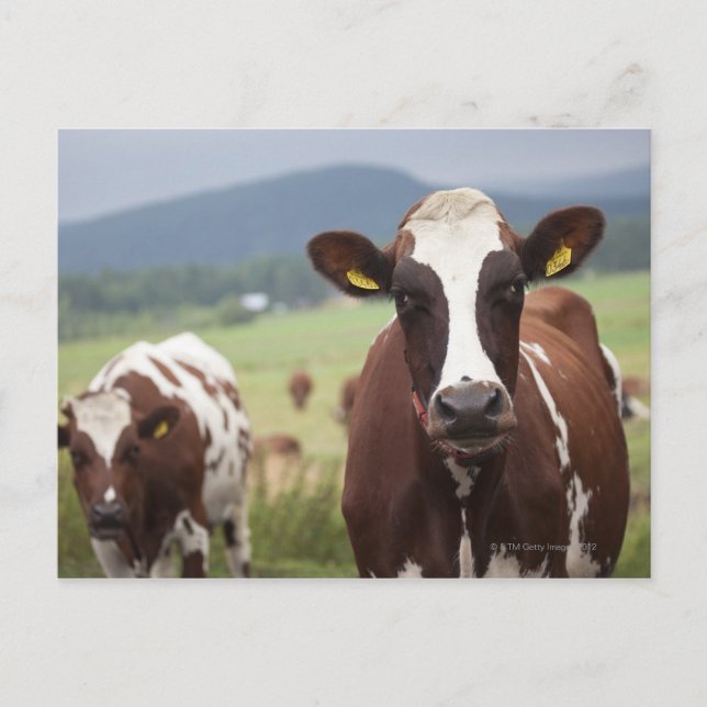 Cartão Postal Vacas de pastagem (Frente)
