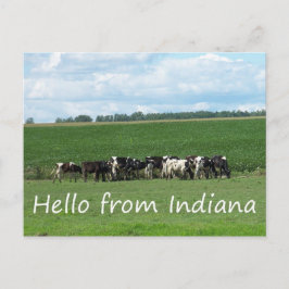 Cartão Postal Vacas do Cartão-postal de Indiana