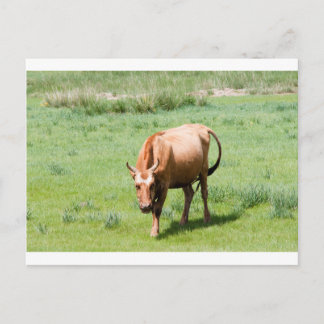 Cartão Postal vacas e touros