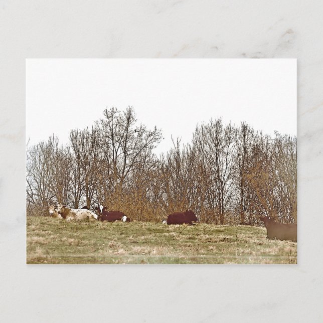 Cartão Postal Vacas em um Campo (Frente)
