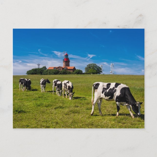 Cartão Postal Vacas em um campo com farol (Frente)