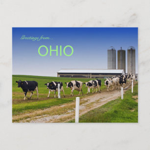 Cartão Postal Vacas em um Cartão-postal Row Rural Ohio