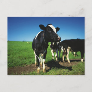 Cartão Postal vacas Holstein em um campo
