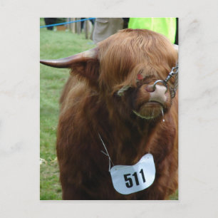 Cartão Postal Vacas Inglesas