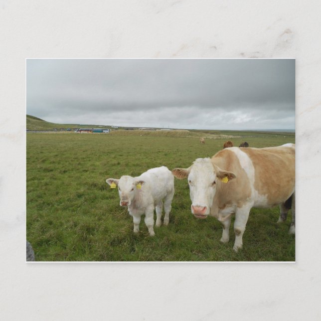 CARTÃO POSTAL VACAS IRLANDESAS (Frente)