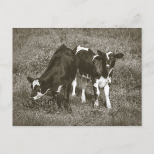 Cartão Postal Vacas jovens em um campo Crane Hill Alabama