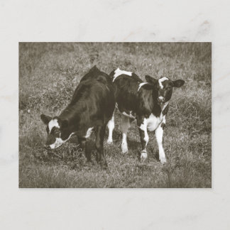 Cartão Postal Vacas jovens em um campo Crane Hill Alabama