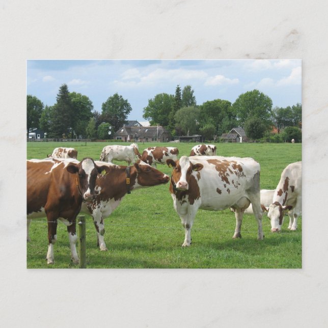 Cartão Postal Vacas Leiteiras Olhando para você Cartão-postal (Frente)