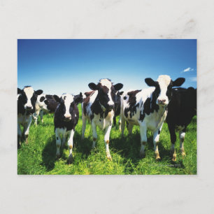 Cartão Postal Vacas no campo, cidade de Betsukai, Hokkaido