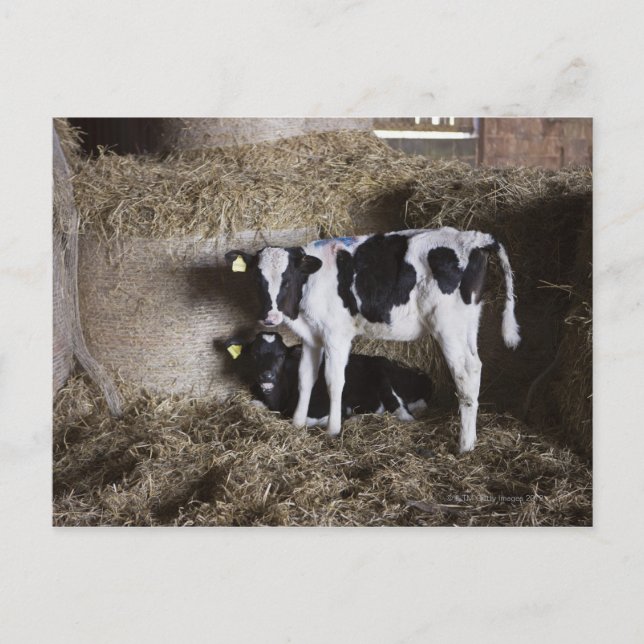 Cartão Postal Vacas no celeiro 3 (Frente)