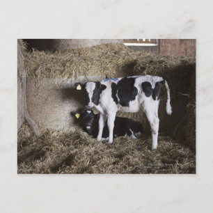 Cartão Postal Vacas no celeiro 3