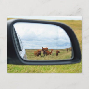 Cartão Postal Vacas no espelho