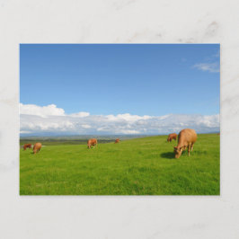 Cartão Postal Vacas pastando num prado na Irlanda
