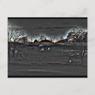 Cartão Postal Vacas Shimmering