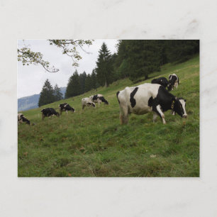 Cartão Postal Vacas suíças