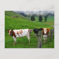 Vacas suíças que pastam perto da Suiça de Küssnach