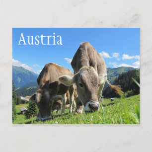 Cartão Postal Vacas Tirológicas Grazing, Alpes Austríacos