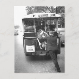 Cartão Postal Vache dans le tramway