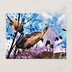 Cartão Postal Vagens e Sementes de Milkweed Artísticas Coloridas