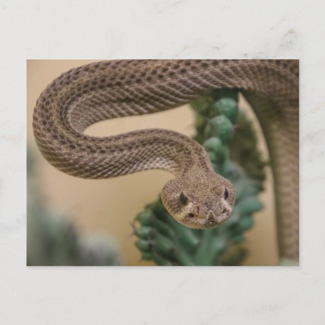 Cartão Postal Vai-Te Embora! (Frente)