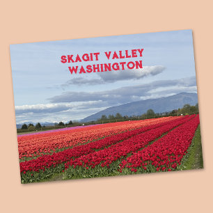 Cartão Postal Vale de Skagit Tulipa do Estado de Washington