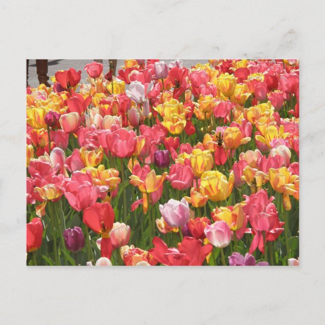 Cartão Postal Vale de Tulips (Frente)