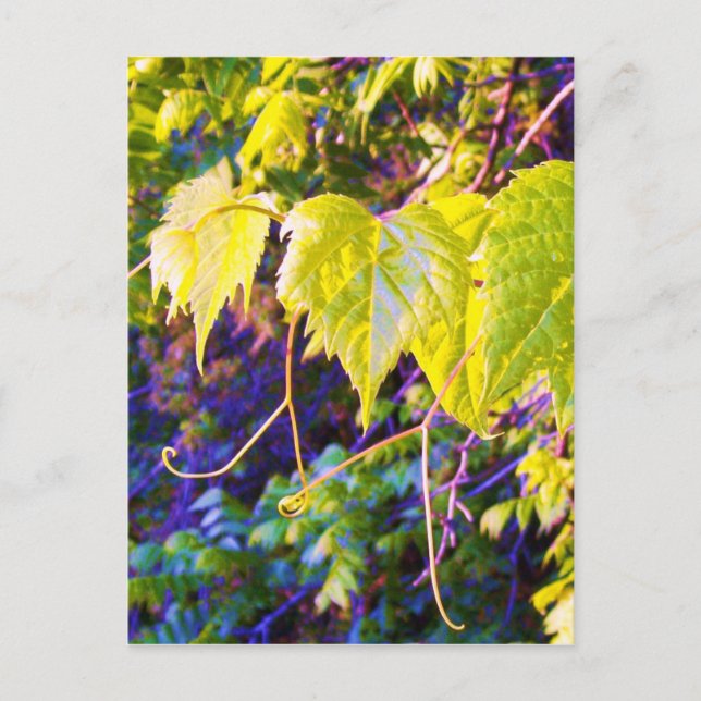 Cartão Postal Vale do Napa (Frente)