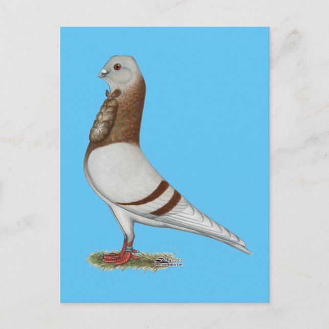 Cartão Postal Valencian Figurita Pigeon (Frente)