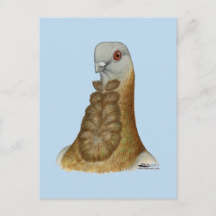 Cartão Postal Valencian Figurita Pigeon Portrait